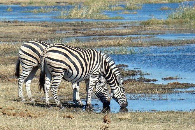 Tanzania Safari Join Group - Day 5: Ngorongoro Crater Game Drive for Rhinos, Lions, and Flamingoes