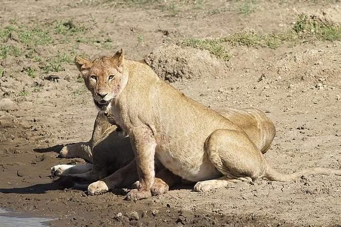 Tanzania Safari Join Group - Day 1 in Tarangire National Park: River Energy and Elephant Counts