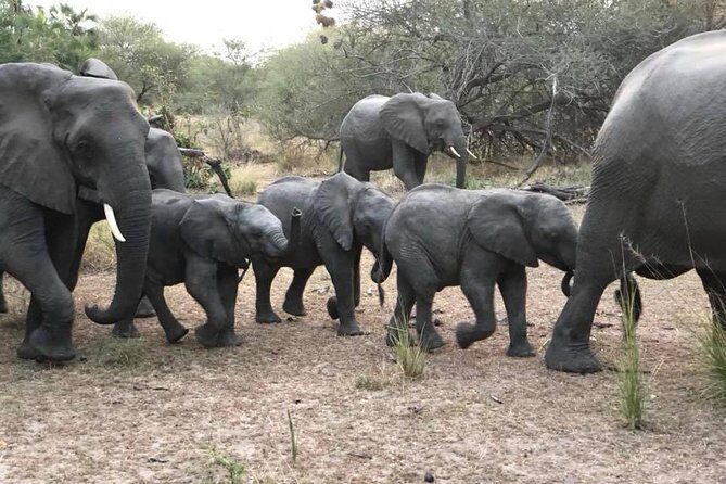 Tanzania safari with guide in Italian, the great Migration of the Serengeti - Ngorongoro Crater Game Drive: A Volcanic World With Crowded Wildlife