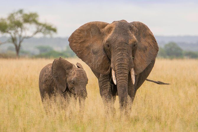 Tanzania Simba Safari - 5 Days - Two days of Serengeti: how the morning/afternoon rhythm boosts your odds