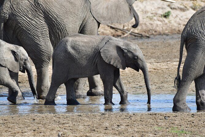 Tanzania Wildlife Cultural Safari from Arusha. - Why This Route From Arusha Makes Sense for First-Time Tanzania Trips