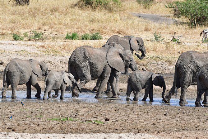Tanzania Wildlife Cultural Safari from Arusha. - Arusha National Park: Mount Meru Views and Easy Wildlife Chances