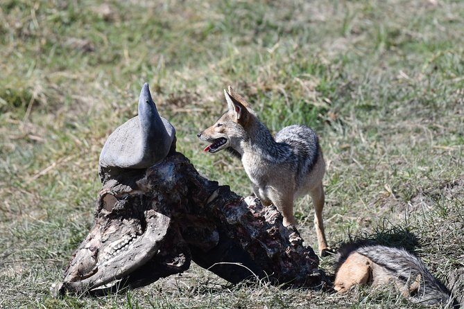 Tanzania Wildlife Cultural Safari from Arusha. - Lake Manyara: Rift Valley Country and the Tree-Climbing Lion Factor