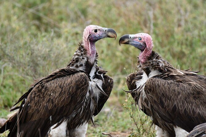 Tanzania Wildlife Cultural Safari from Arusha. - Ngorongoro Crater: The Descent, the Rhino Grass, and Soda Lake Birds