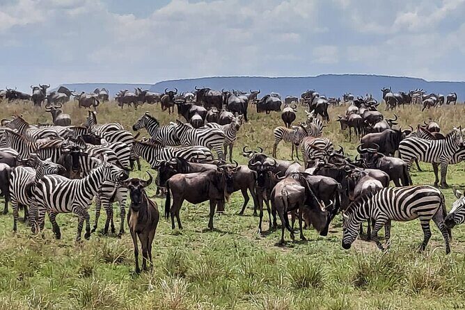 Tanzania Wildlife Safari Budget Camping - Five Days of Budget Camping Through Northern Tanzania
