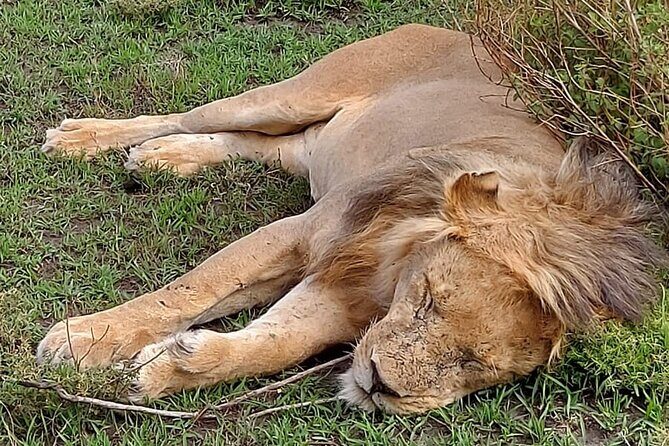 Tanzania Wildlife Safari Budget Camping - Serengeti Game Drives: Catching Wildlife When It Moves