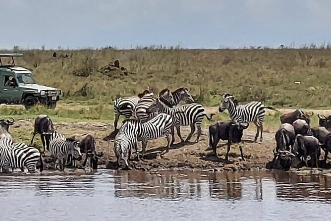 Tanzania Wildlife Safari Budget Camping - Lake Manyara: Birdlife Plus Big Herds