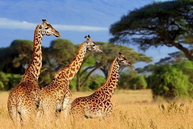 Tarangire Budget Full Day Tour from Arusha - Cultural Stop-Offs and Lunch: The Part to Plan Around