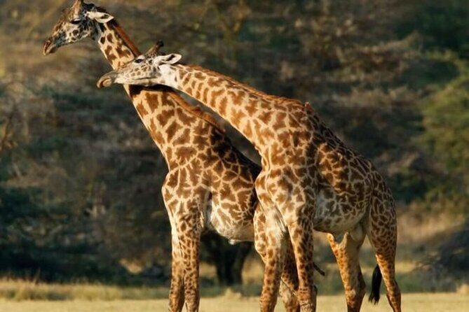 Tarangire National Park Day Trip - Tarangire in a single day: what you actually get in 10 hours