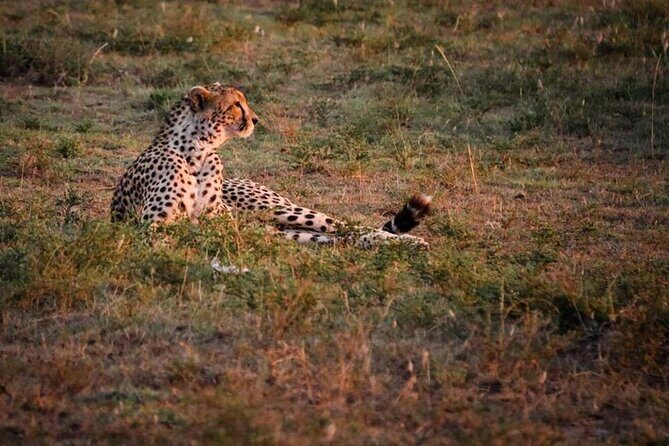 Tarangire National Park Day Trip - Lake Burungi and birdlife: why marshy shores deserve your attention