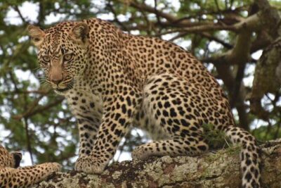 Tarangire National Park Day Trip - The park’s history lesson: why wildlife areas used to be hunting grounds