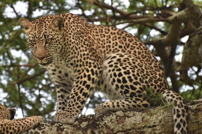 Tarangire National Park Day Trip - The park’s history lesson: why wildlife areas used to be hunting grounds