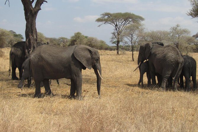 Tarangire National Park: Guided Day Tour from Arusha - Arusha pickup at sunrise: why timing matters