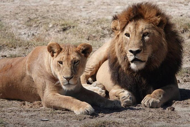 Tarangire National Park: Guided Day Tour from Arusha - Small-group safari (15 max): how it changes your day