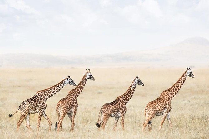 tarangire & ngorongoro 2 days tour - Two parks, one rhythm: how the pacing stays relaxed