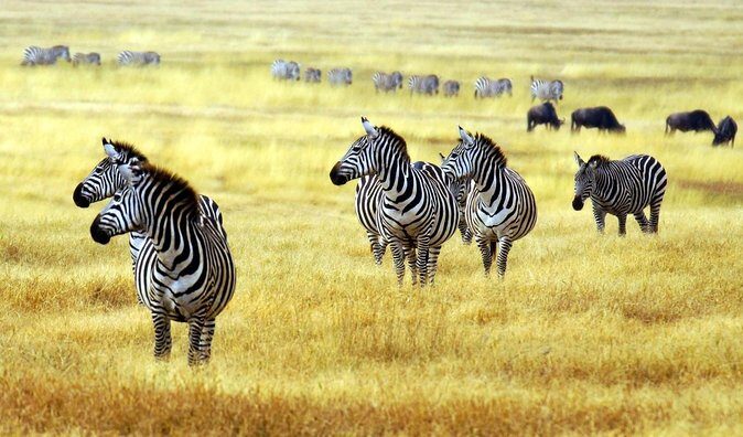 The Amaizing Private Day Trip to the lovely Arusha National Park - Key things I’d watch for on this Arusha day trip
