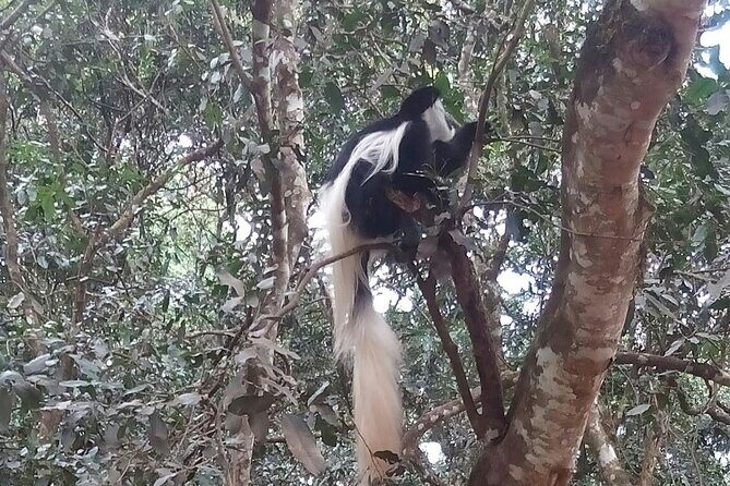 The Amaizing Private Day Trip to the lovely Arusha National Park - The 2-Hour Ranger Walk: What You Gain Beyond the Vehicle