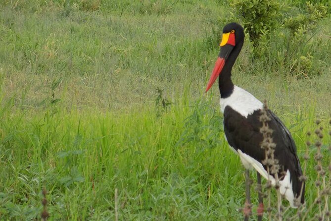 The Amaizing Private Day Trip to the lovely Arusha National Park - What’s Included vs Not Included (So You Don’t Get Surprised)
