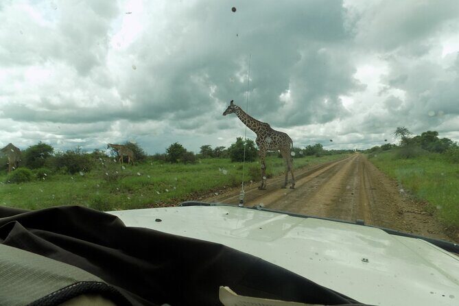 The Amaizing Private Day Trip to the lovely Arusha National Park - Getting There: Pickup, 4×4 Touring, and an 8-Hour Rhythm