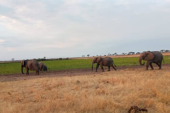 The Best 3Days Start from Mwanza to Serengeti' through Viator - Day 3: The 600+ Meter Crater Descent into Ngorongoro