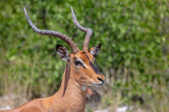 The Best 4 Days 3-Night Tanzania Private Luxury Big-5 Safari Tour - Day 3: Serengeti morning then Ngorongoro Crater for the big encounter