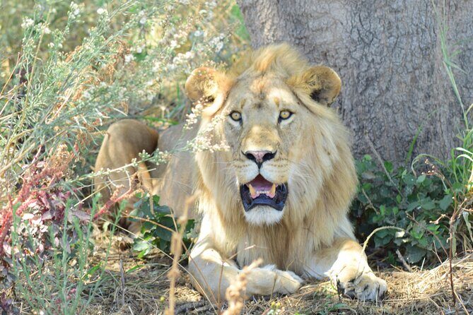 The Best 4 Days 3-Night Tanzania Private Luxury Big-5 Safari Tour - Day 4: Descending the caldera in Ngorongoro Conservation Area