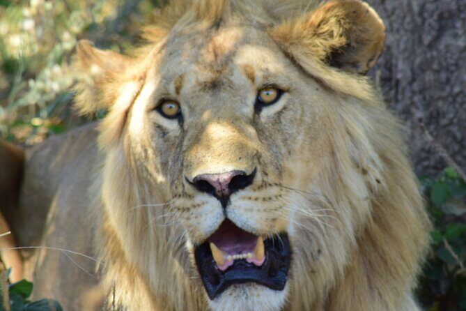 The Best 4 Days 3-Night Tanzania Private Luxury Big-5 Safari Tour - How the private 4x4 safari feels in practice