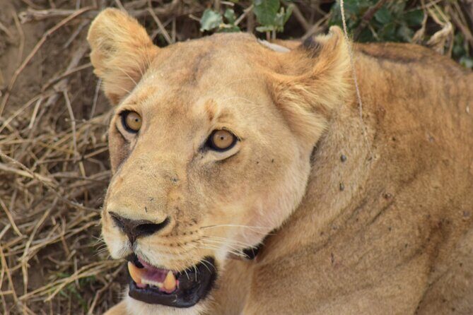 The Best 4 Days Serengeti & Ngorongoro Private Mid-range Safari - Arusha to Serengeti: Early Start, Real Safari Time