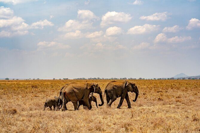 The Best 4 Days Serengeti & Ngorongoro Private Mid-range Safari - Day 2: Full-Day Serengeti Drive for Predators and Herds