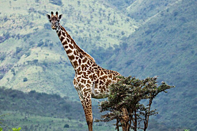 The Best 4 Days Serengeti & Ngorongoro Private Mid-range Safari - What to Pack for These 8-Hour Safari Days