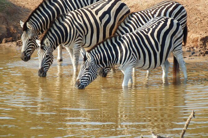 The Best 4 Days Serengeti & Ngorongoro Private Mid-range Safari - Day 1 in Serengeti: Seronera River Country