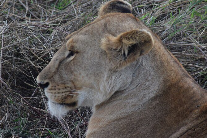 The Best and Most Affordable 4-Day Tanzania Budget Private Safari - Who This Safari Fits Best (and Who Might Want More Time)