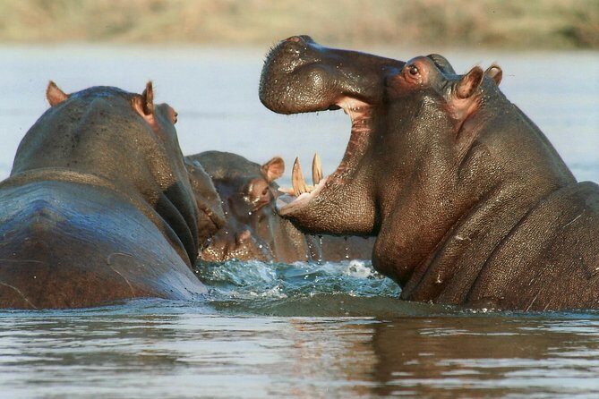 The best Selous 1 day safari from Zanzibar - Morning flight reality: The 06:00 Zanzibar airport start