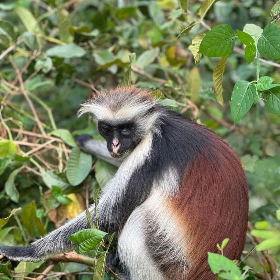 THE GREEN TOUR: Jozani Forest & Mangrove Kayaking Experience - Key Things I’d Prioritize on This Tour