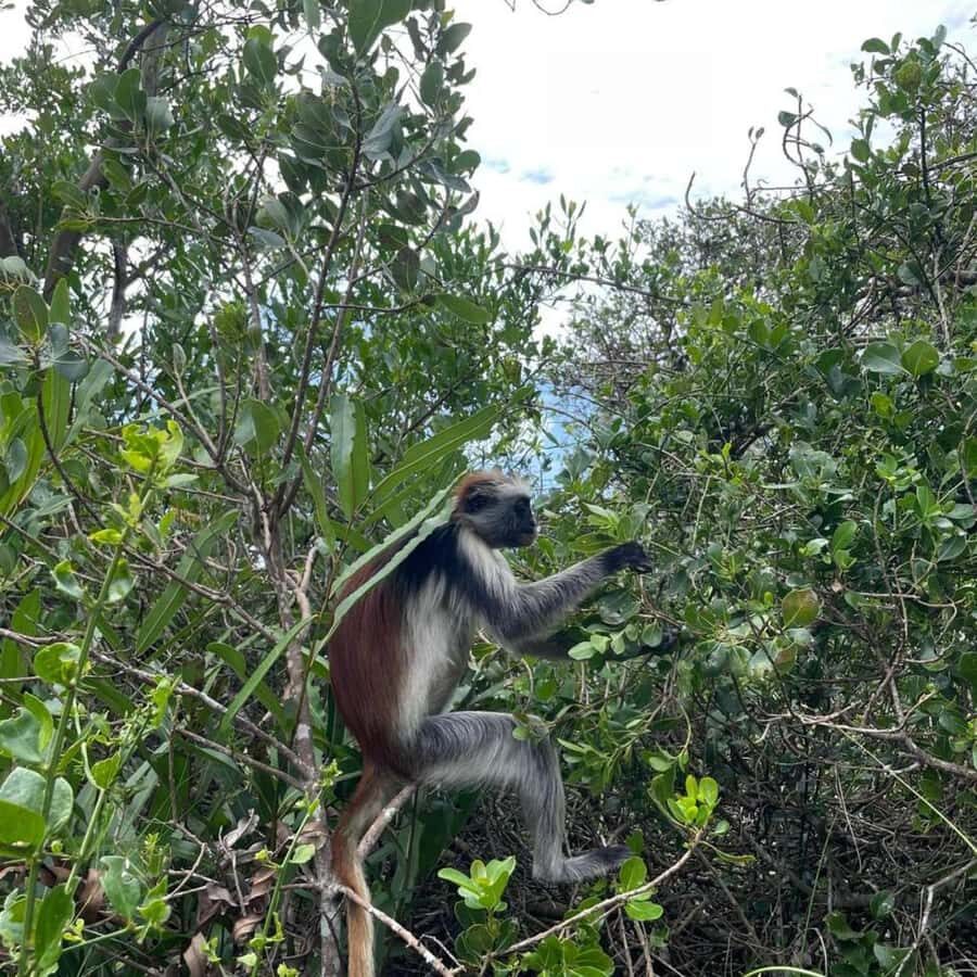 THE GREEN TOUR: Jozani Forest & Mangrove Kayaking Experience - Why This 8-Hour Combo Works: Mangroves plus Jozani Forest