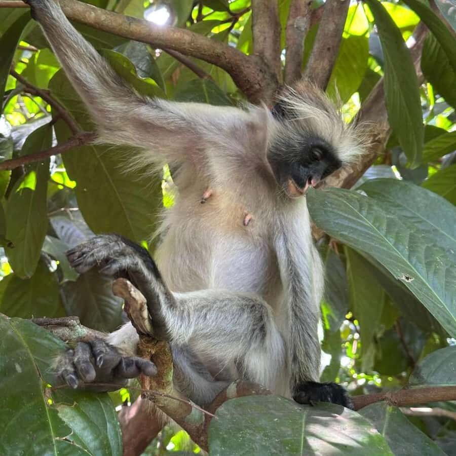 THE GREEN TOUR: Jozani Forest & Mangrove Kayaking Experience - Price and Value at $99: What You’re Really Paying For