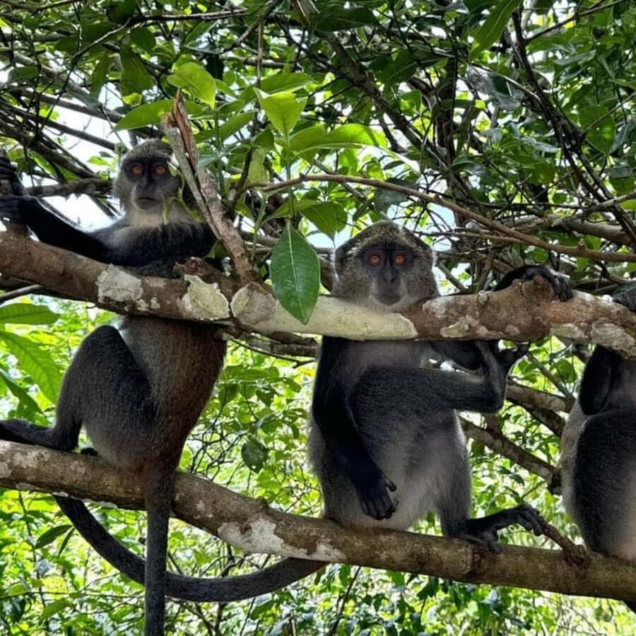THE GREEN TOUR: Jozani Forest & Mangrove Kayaking Experience - What to Bring (and What Will Make the Day Smoother)