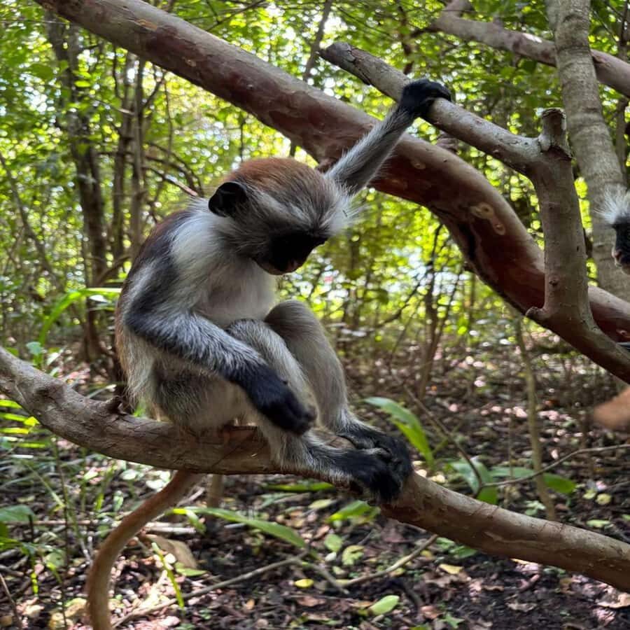 THE GREEN TOUR: Jozani Forest & Mangrove Kayaking Experience - Getting to Uzi Island: The Low-Tide Starting Point