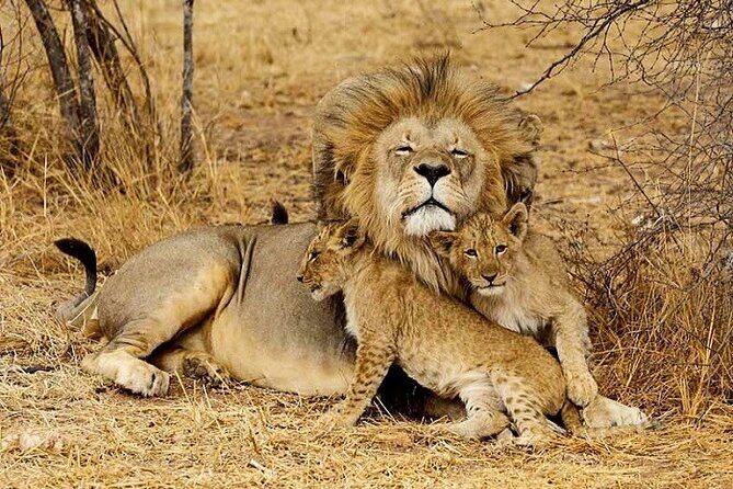 The Top Rated 6-Day Serengeti Budget Camping Safari in Tanzania - Day 4 moving to the Ngorongoro Conservation Area: from plains to crater-edge feeling