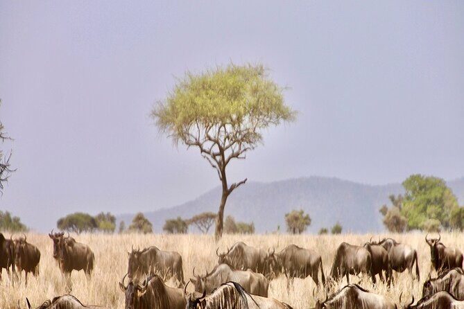 The Ultimate Guide for 2-Day Tanzania Safari from Mwanza - From Mwanza to Serengeti: the 7–8 hour drive that sets expectations