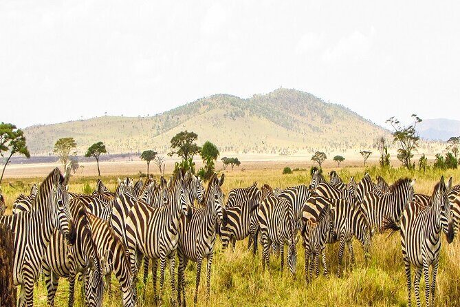 The Ultimate Guide for 2-Day Tanzania Safari from Mwanza - Sunrise game drive on Day 2: when predators are most active
