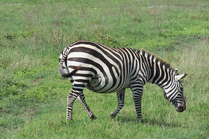 The World's Most Affordable 5-day Serengeti Budget Camping Safari - Day 1: Arusha to Tarangire—elephants and baobabs first