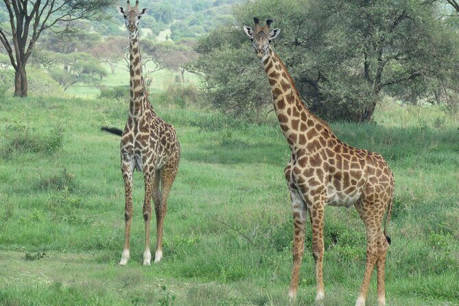 The World's Most Affordable 5-day Serengeti Budget Camping Safari - Day 3: Central Serengeti full day—morning and afternoon drives