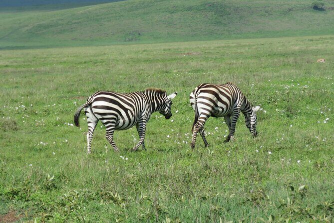 The World's Most Affordable 5-day Serengeti Budget Camping Safari - Day 5: Ngorongoro Crater—your 5-hour classic day