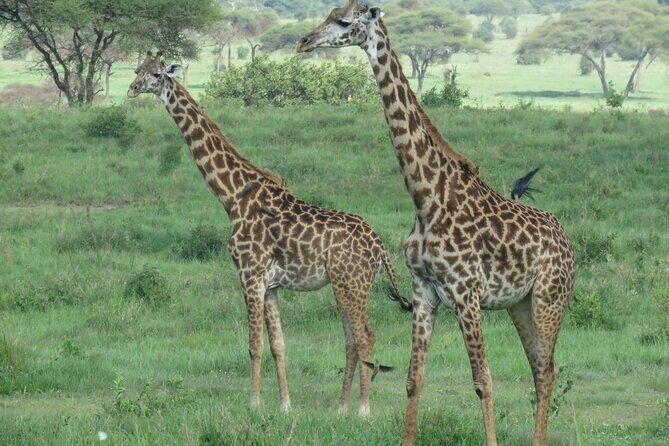 The World's Most Affordable 5-day Serengeti Budget Camping Safari - Big Five goals: how this itinerary aims at Africa’s icons