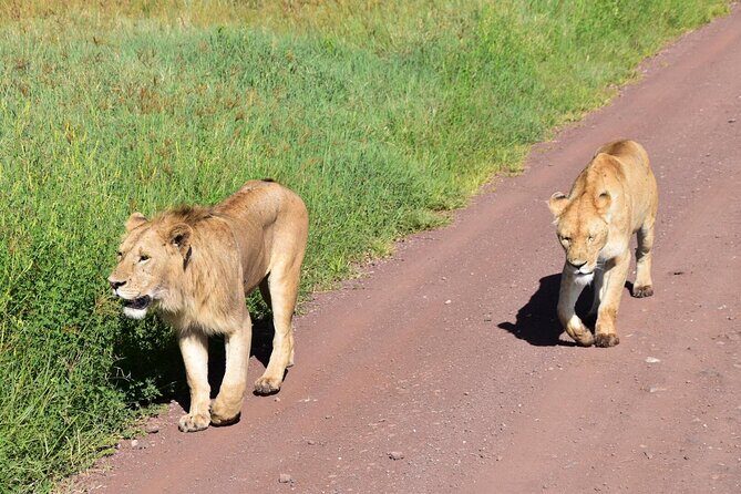 The World's Most Affordable 5-day Serengeti Budget Camping Safari - Day 2: Central Serengeti transfer—turning a road trip into safari time