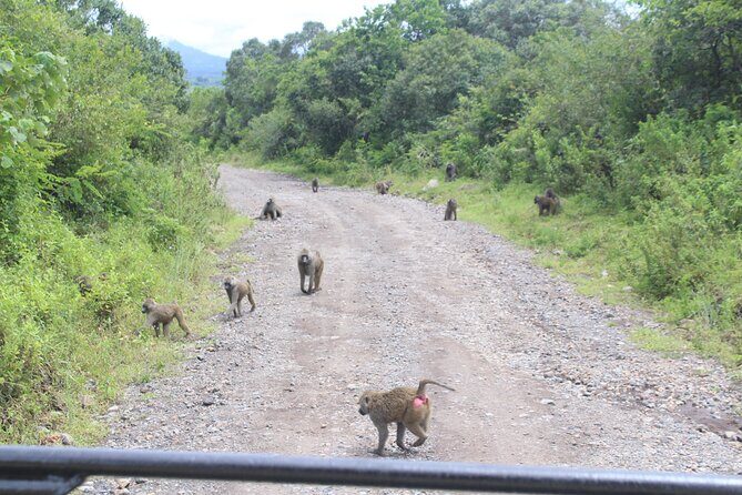 Tour at Arusha National Park - Leaving Ilboru and getting oriented on Mount Meru country