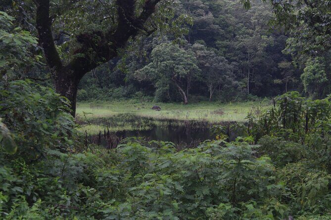 Tour at Arusha National Park - Morning game drive: where your sightings start to happen