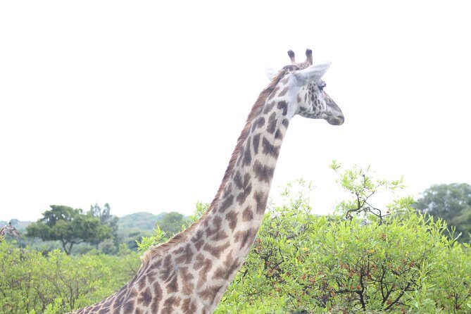 Tour at Arusha National Park - Who this tour is best for (and who should skip it)