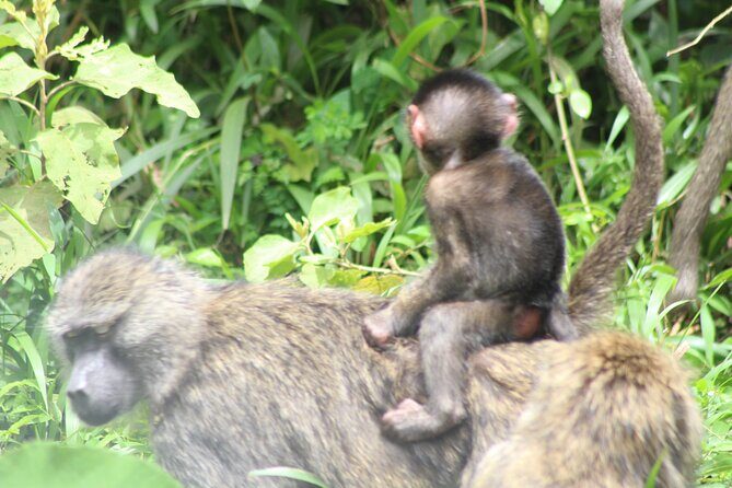 Tour at Arusha National Park - The park’s big three sights: Mount Meru, Momela Lakes, and Ngurdoto Crater